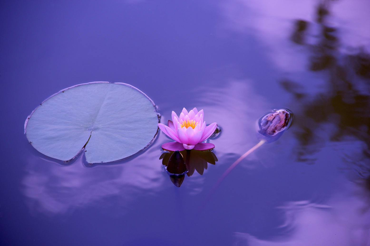 Lotus Flower in a Lily Pad